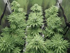 Paradise Seeds Opium Flo (9)