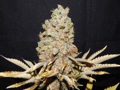 Flo80 cut2  Opium Paradise Seeds (22)