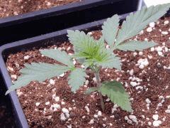 Opium Paradise seeds P  (9)