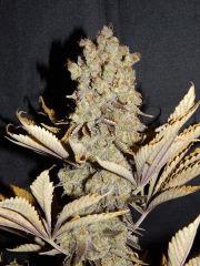 Flo80 cut2  Opium Paradise Seeds (2)