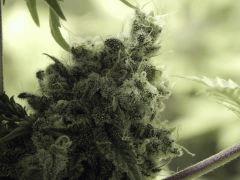 Paradise Seeds Opium Flo 60 (20)