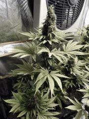 Paradise Seeds Opium Flo 64 (2)