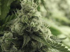 Paradise Seeds Opium Flo 60 (24)