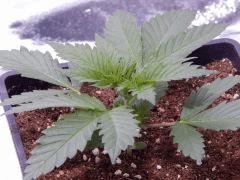 Opium Paradise seeds P  (11)