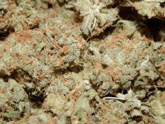 Opium Paradise Seeds Report (7)