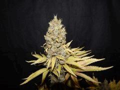 Flo 83 Paradise Seeds Opium (5)