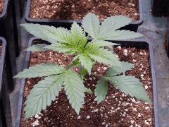 Opium Paradise seeds P  (3)