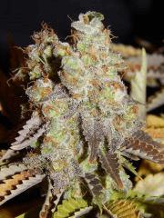 Flo80 cut2  Opium Paradise Seeds (8)