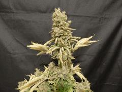 Opium Paradise Seeds Cut (5)