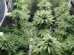 Paradise Seeds Opium (1)