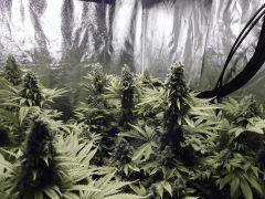Paradise Seeds Opium Flo 60 (9)