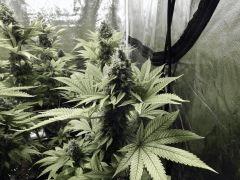 Paradise Seeds Opium Flo 60 (27)