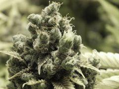 Opium Paradise Seeds (6)