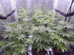 Opium Paradise seeds As (1)