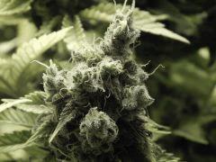 Paradise Seeds Flo68 (12)