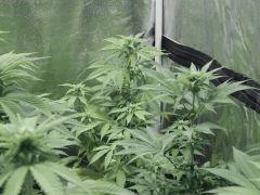 Paradise Seeds Opium pistils (5)