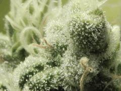 Macro Opium (3)