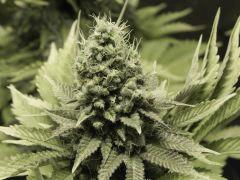 Paradise Seeds Opium Flo 55 (11)