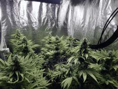 Opium Paradise Seeds  (1)