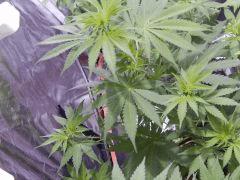 Opium Paradise seeds Ps (6)