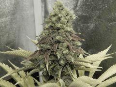 Paradise Seeds Opium Flo 64 (16)