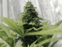 Paradise Seeds Opium (9)