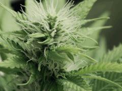 Paradise Seeds Opium (10)