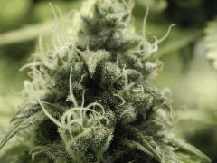 Paradise Seeds Opium détails (3)