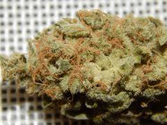 Opium Paradise Seeds Report (23)