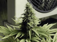 Paradise Seeds Opium Flo50 (4)