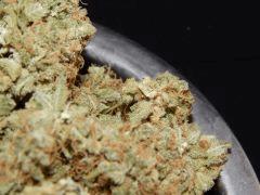 Opium Paradise Seeds Report (9)