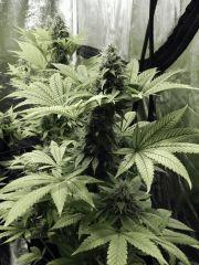 Paradise Seeds Opium Flo middle (3)