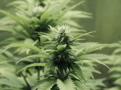 Paradise Seeds Opium Flo (2)