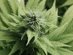 Opium Paradise Seeds  (8)