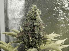 Paradise Seeds Opium Flo 60 (31)