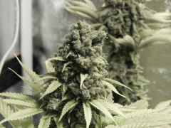 Paradise Seeds Opium  (4)