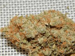 Opium Paradise Seeds Report (15)