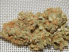 Opium Paradise Seeds Report (14)