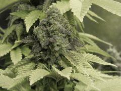 Paradise Seeds Opium Flo 60 (3)