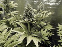 Paradise Seeds Opium Flo 60 (29)