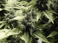 Paradise Seeds Opium Flo 60 (17)