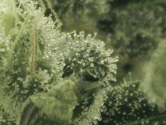 Paradise Seeds Opium Flo 64 (24)