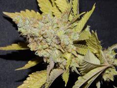 Flo 83 Paradise Seeds Opium (25)
