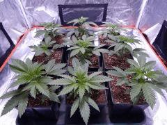 Opium Paradise seeds (2)
