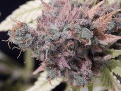 Opium Paradise Seeds Cut (23)