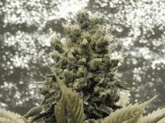 Paradise Seeds Opium Flo 64 (7)