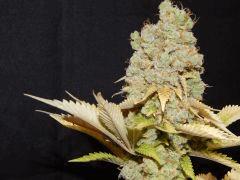 Flo80 cut2  Opium Paradise Seeds (34)