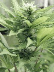 Paradise Seeds Opium Flo (10)