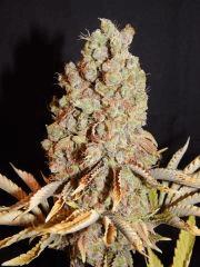 Flo80 cut2  Opium Paradise Seeds (20)