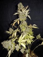 Flo 83 Paradise Seeds Opium (10)